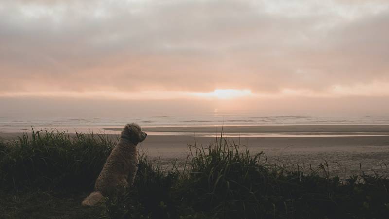 Strandurlaub Callantsoog LekkerNaarZee